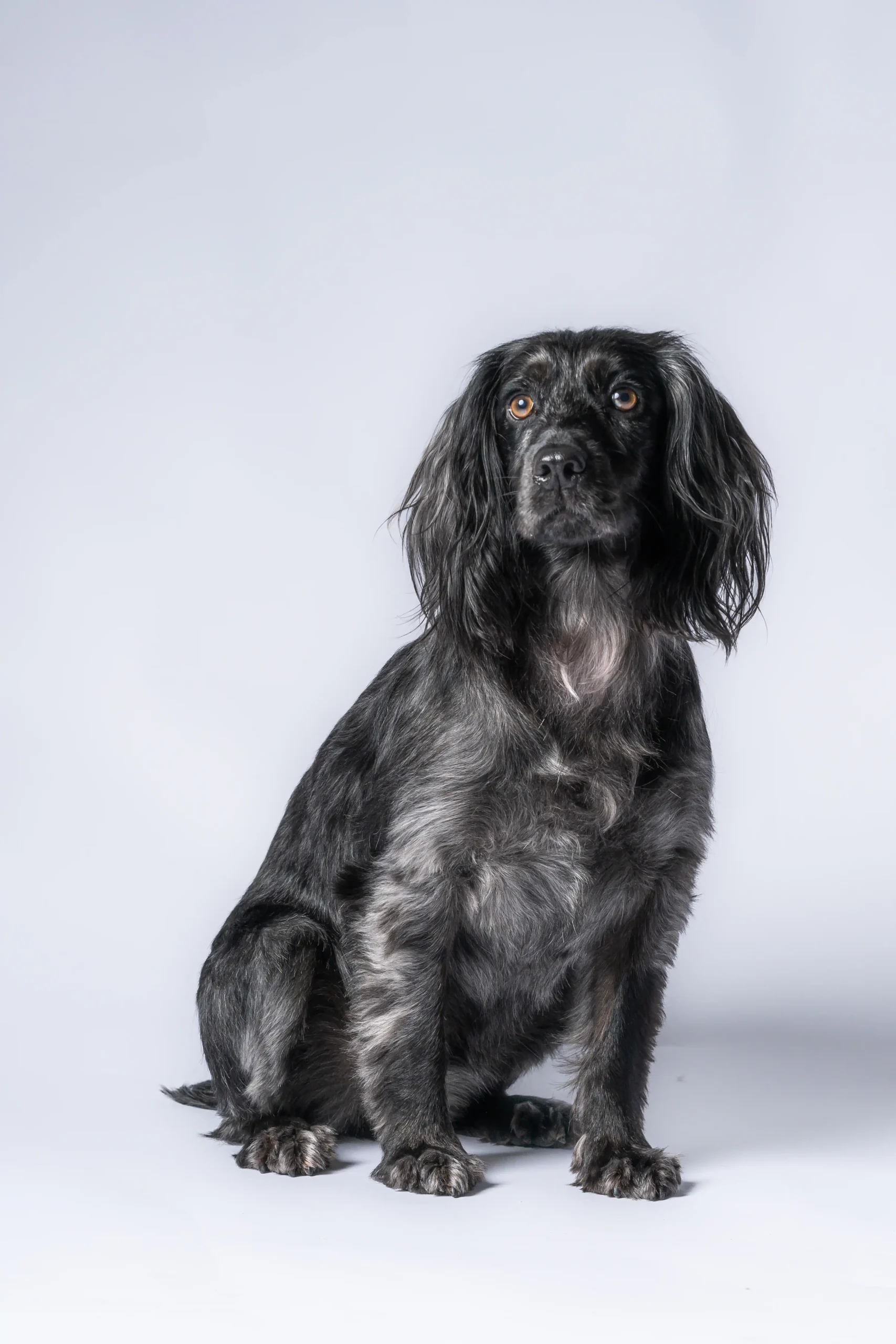 Studio portrait of a dog photographed in North Devon by Robb Webb Photography